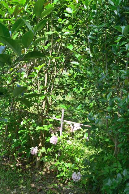 Ammi majus 2025 06 Cette plante (l'Ammi élevé) était autrefois cultivée comme condiment ou pour traiter certaines affections de la peau.
