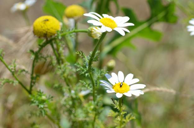 Anthemis arvensis 2
