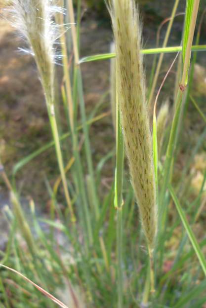 Bothriochloa barbinodis (2)