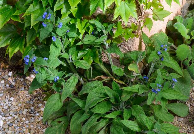 Buglosse 2018 On en sait pas doù elle vient, sans doute échappée d'un pot d'un échange ? il y en a quelques pieds sauvages dans le jardin.