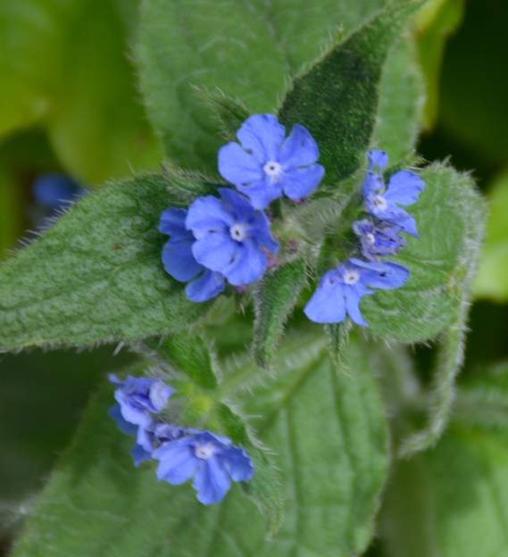 fleur de la buglosse fleur de la buglosse