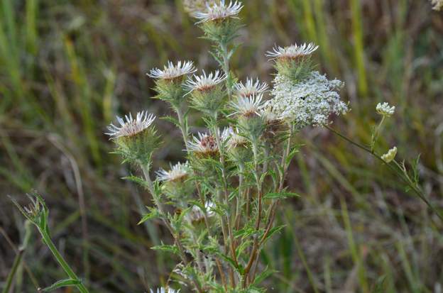 Carlina vulgaris (0)
