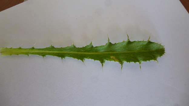 Carlina vulgaris (1)