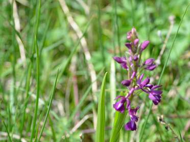 Les orchidées qui fleurissent spontanément