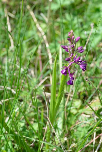 Anacampsis laxiflora 2022 04 (1) Une orchidée de terrain humide. Nous l'avons photographiée dans le bas de la friche, où une source imbibe le sol. (Auparavant elle était considérée comme une...