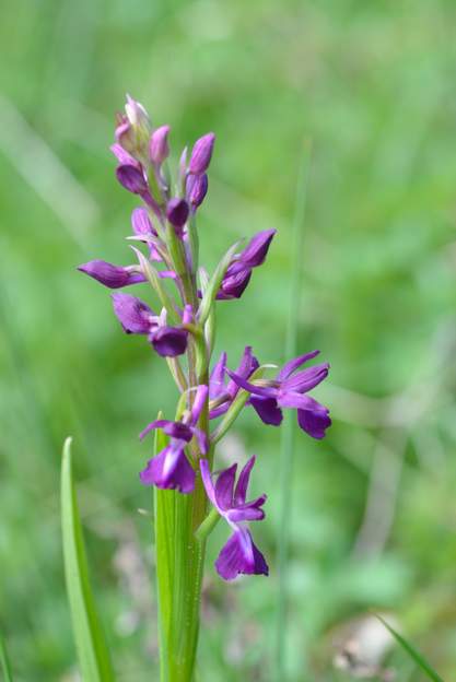 Anacampsis laxiflora 2022 04 (2)