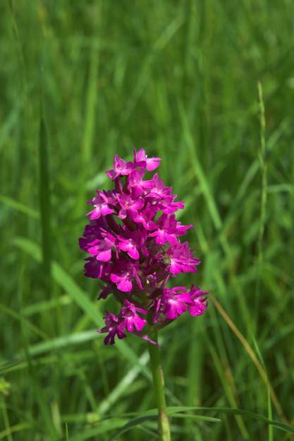 Anacampsis pyramidalis 1