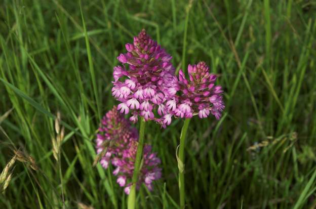 Anacampsis pyramidalis 2 une petite station dans le pré à côté.