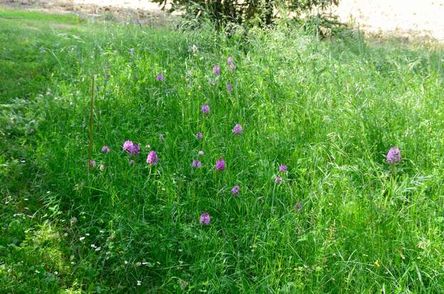 Anacampsis pyramidalis 2018 05 Près de la source dans le jardin, cette année les pyramidales fleurissent à foison.