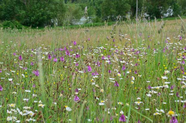 Anacampsis pyramidalis 2020 05
