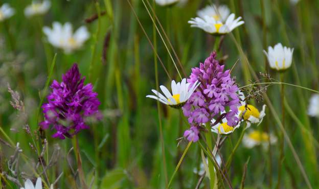 Anacampsis pyramidalis 3