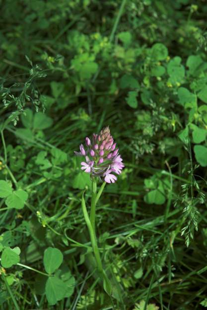 Anacampsis pyramidalis