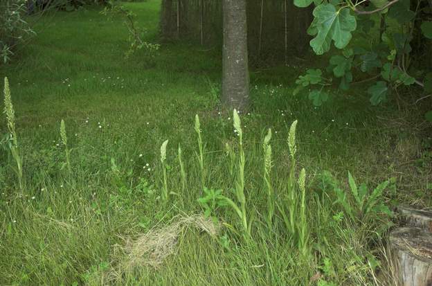 Himantoglossum hircinum 1 l'Orchis bouc... à éviter dans les bouquets si on a un peu d'odorat !