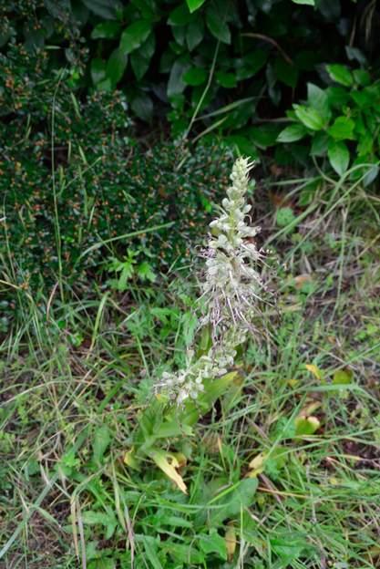 Himantoglossum hircinum 2