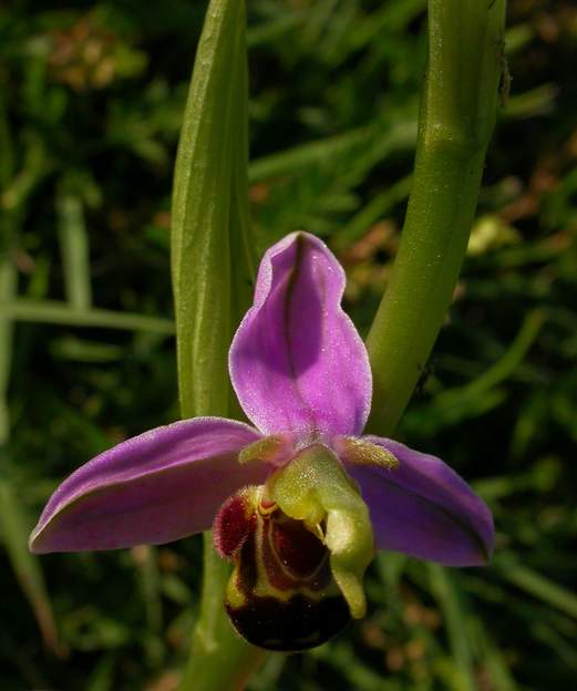 Ophrys apifera 1