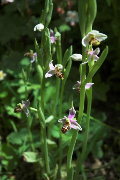Ophrys apifera 3