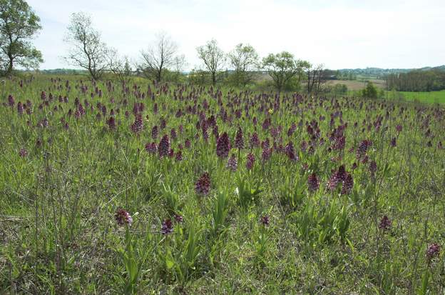 champs d'orchidees 1 juste à côté de chez nous, une friche avec des milliers d'orchidées ( Orchis purpurea ), magnifique !