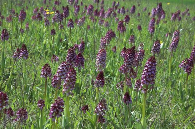 champs d'orchidees 2