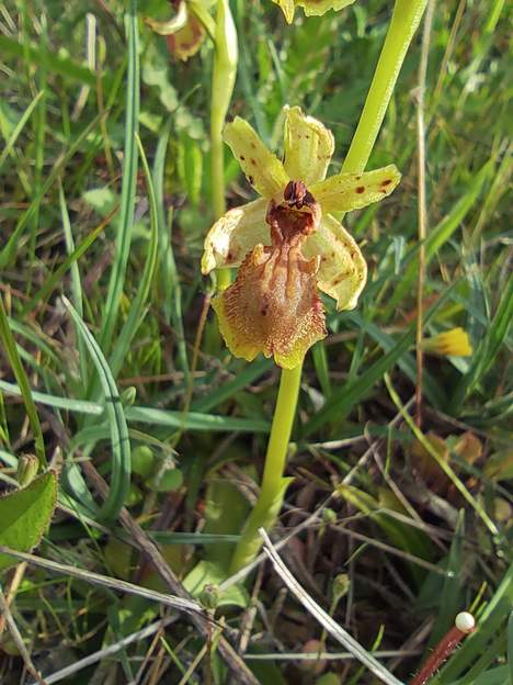 ophrys exaltata subsp.marzuola (4) Une orchidée précoce (marzuola veut dire 