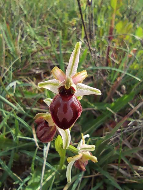 ophrys exaltata subsp.marzuola (6)
