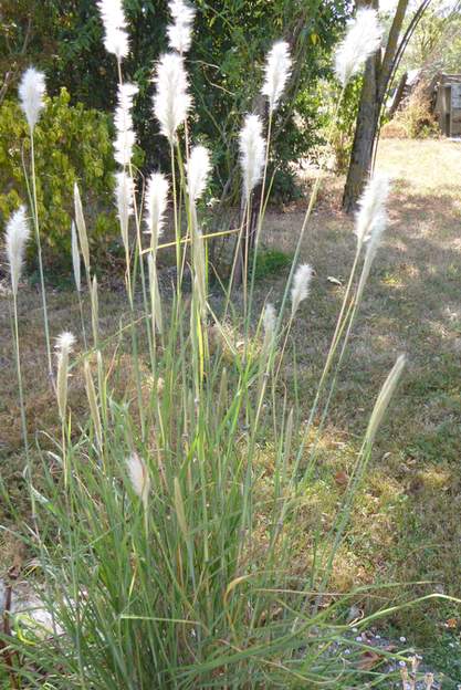 Bothriochloa barbinodis (1)