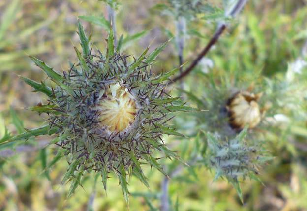 Carlina vulgaris (2)
