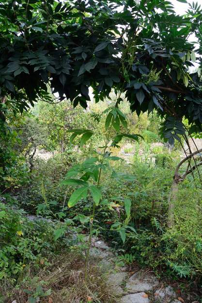 ambrosia trifida (2)