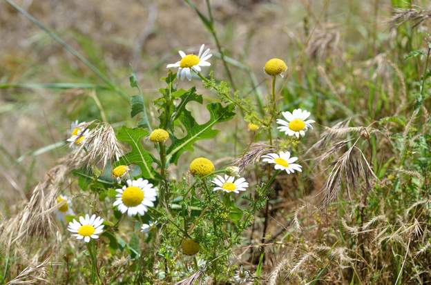 anacyclus clvatus (2)