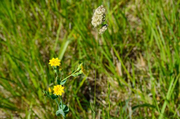 blackstonia trifoliata