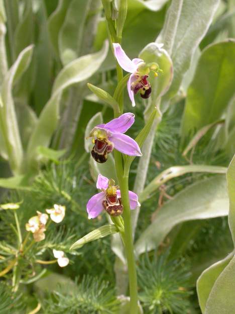 Ophrys apifera 0
