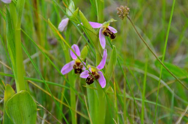 Ophrys apifera 7