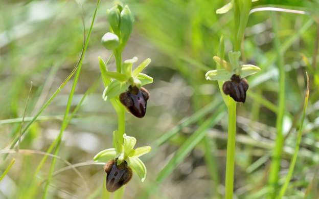 Ophrys sphegodes 2022 04
