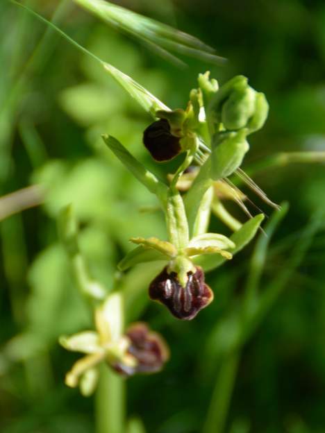 Ophrys sphegodes 5