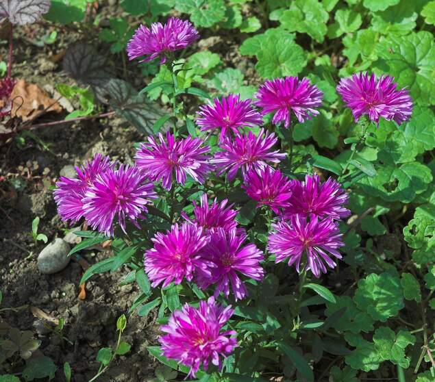 Les Vivaces Nous avons mis là les vivaces non classées par famille, qu'elles soient recherchées pour leurs fleurs, ce qui est le...