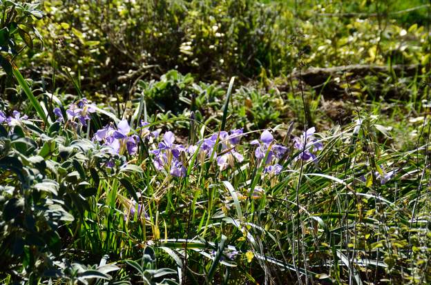 Iris d'Alger 2018 01 En plein soleil, les iris brillent de tous leurs bleus. Le trop plein d'eau de ce mois de janvier (100mm en 3 semaines) les laissent indifférents.