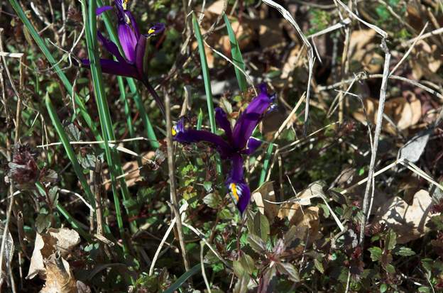 Iris reticulata un Iris en bulbe, le plus précoce.