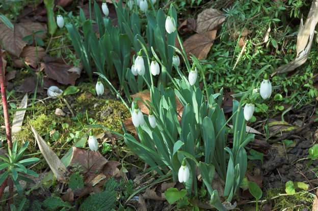 Perce neige Ils fleurissent jusqu'en fin février, selon leur ensoleillement. Ceux-ci sont les plus précoces.