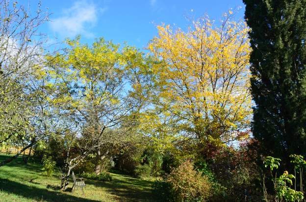 Arbres 1 ils prennent les belles couleurs dorées de l'automne, retrouvant celles du printemps. Quand le froid ne tombe pas d'un seul coup faisant tomber les feuilles...
