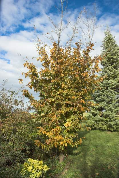 Parrotia persica un beau feuillage d'automne, c'est l'intérêt de cet arbre.