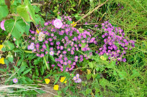 asters et sternbergia