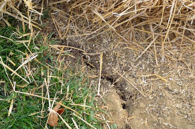 2013 : Fente dans le sol Plein sud, plein vent, plein soleil. le sol quand il n'est pas couvert sèche et se fend en profondeur. Pas très large, mais 1 ou 2 mètres de profondeur ! on...