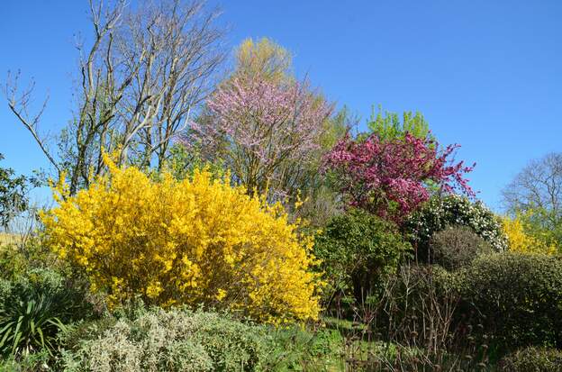 Forsythia, pommier et arbre de Judée 2026 03