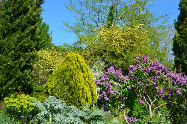 Lilas, Banks 2026 04 Bas de la plate-bande ouest, avec aussi la spirée Vanhouttei