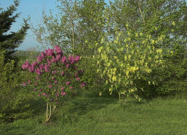 lilas cytise Les arbres derrière cette photo viennent d'être abatus, on va compléter l'ensemble avec des arbustes qui fleurissent en même temps et dans la même game de...