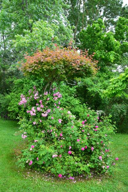 Massif de l'érable 2025 05 Un érable aux feuilles rouges, une mutation qui aqrrive parfois, et deux rosiers.