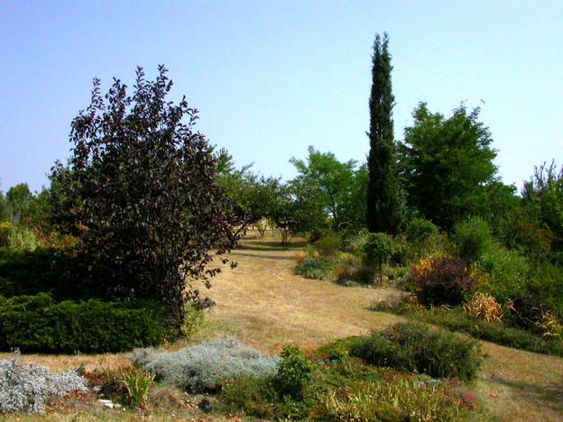 2003 07 La cépée de prunus est maintenant en place, avec le juniperus à ses pieds. Au fond on devine des arbres, ce n'est pas malheureux ! Remarquez au passage que la...