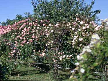 l'allee centrale des rosiers