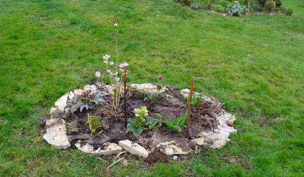 2014 03 Martine ajoute des hémérocalles enlevés de la plate-bande pétard