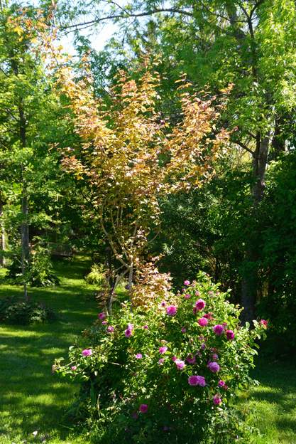 2017 05 En vieillissant, cet érable a ses jeunes feuilles moins rouge, mais le rosier compense !