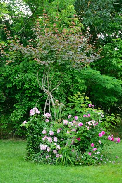 2018 06 Cette année nous avons eu une printemps très arrosé, les jeunes feuilles sont bien rouge.